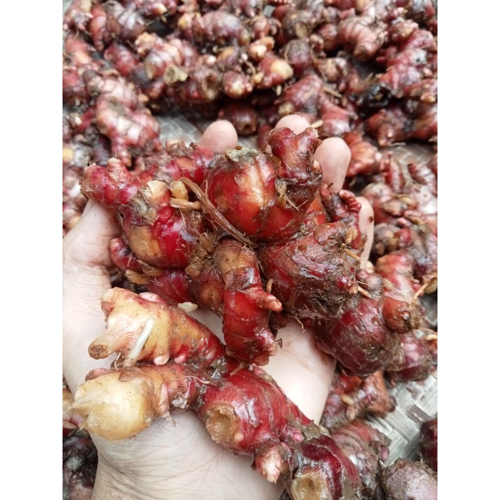 

Jahe merah segar 1kg