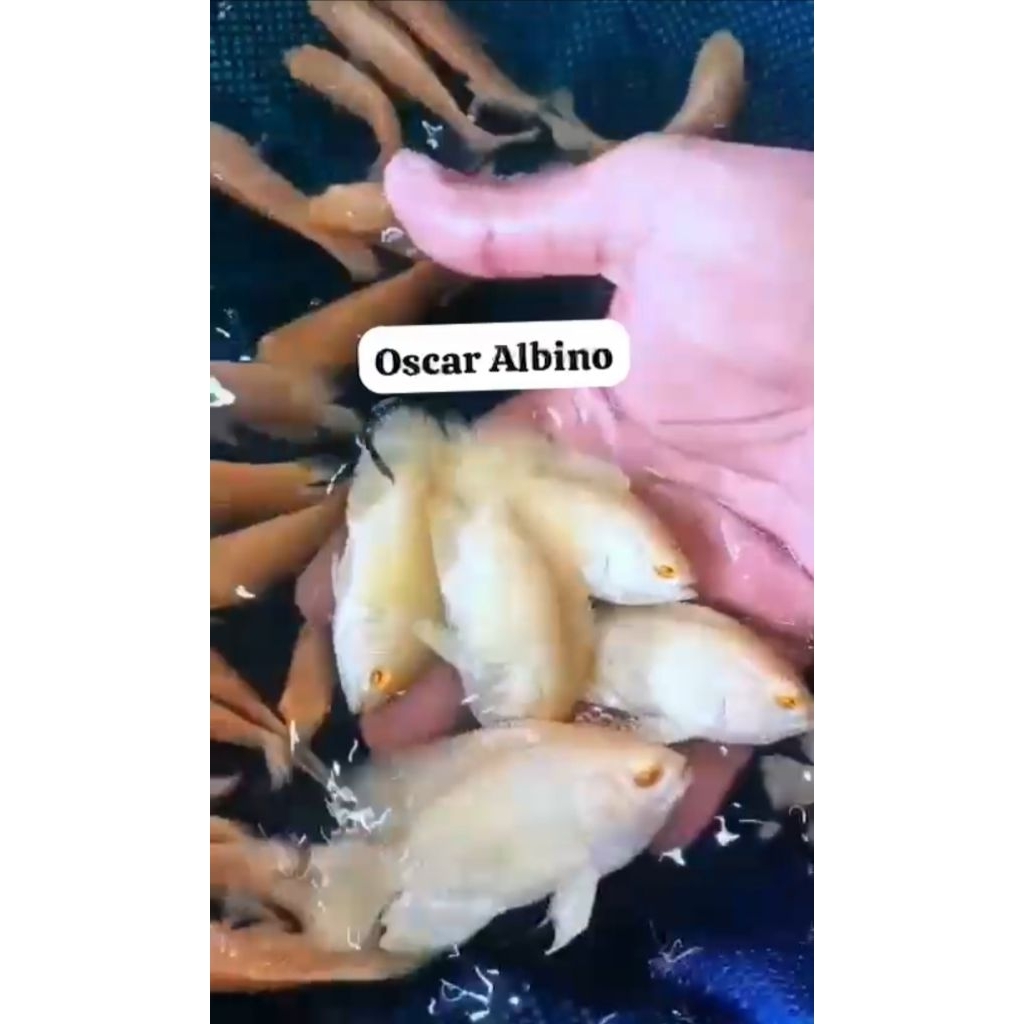 ikan Oscar batik Albino ±10cm