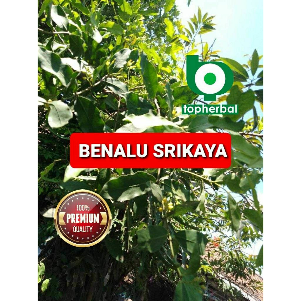 

Daun benalu srikaya kering hijau grade A+ 1kg/1000gram