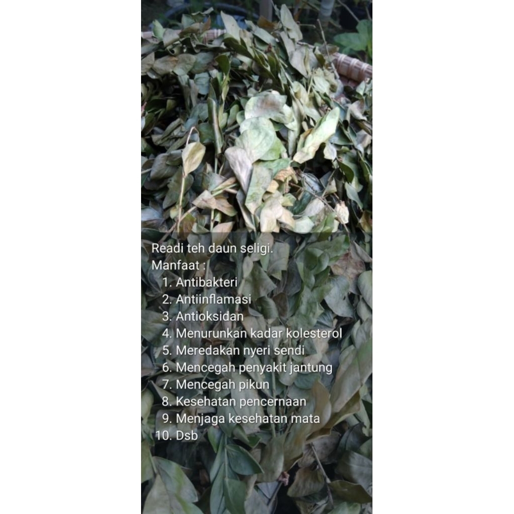 

daun seligi kering herbal kesehatan 100 gr