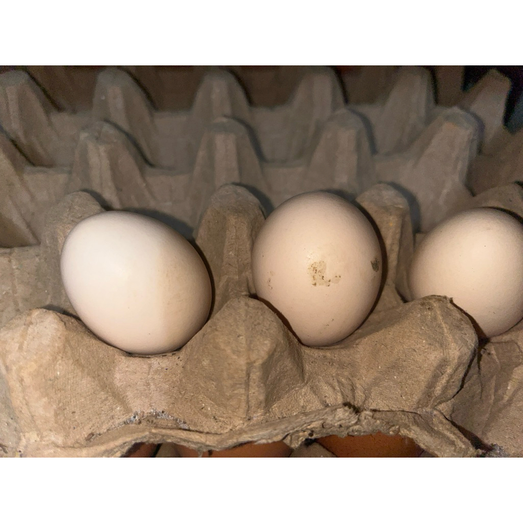 

telur fertil ayam kampung asli bisa ditetaskan