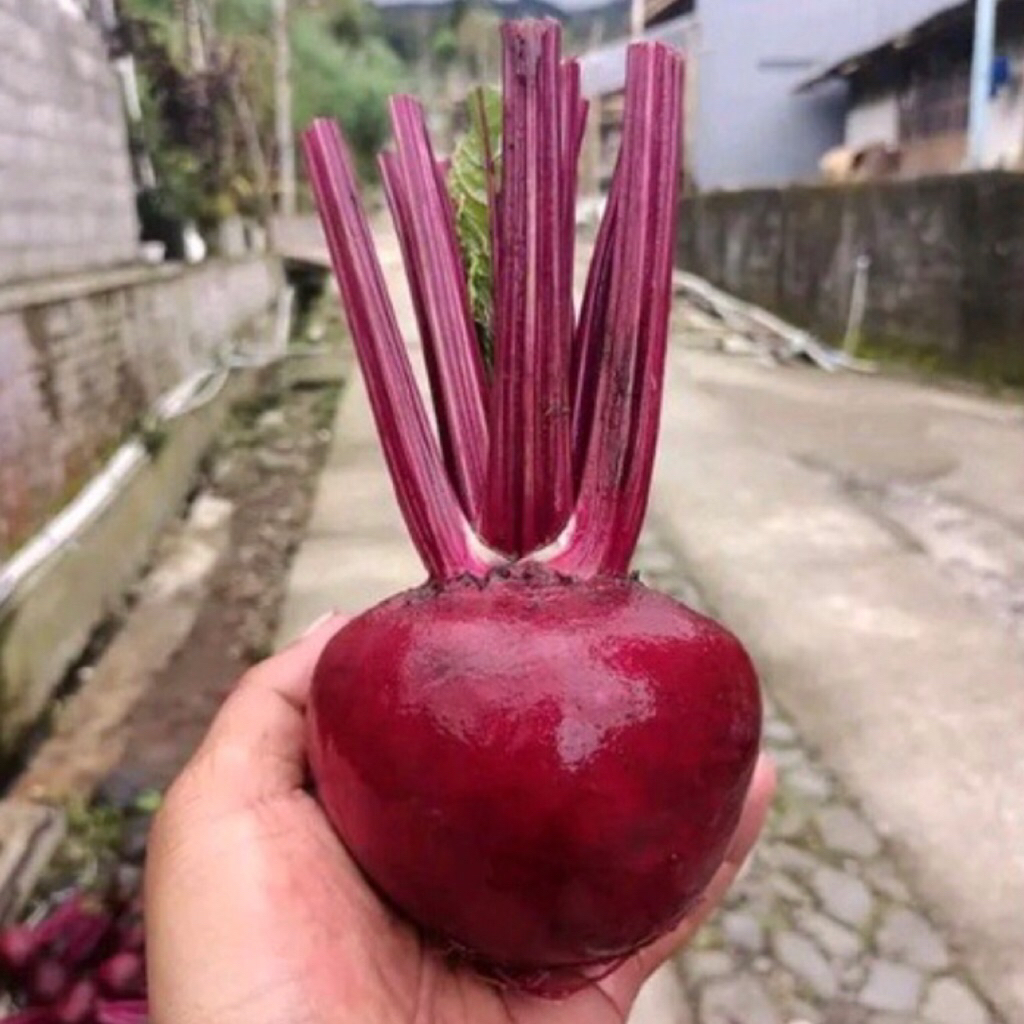 

Termurah Buah Bit Segar