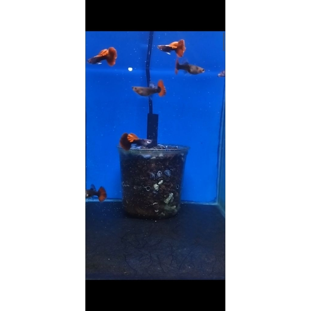 sticker aquarium guppy hb red rosetail