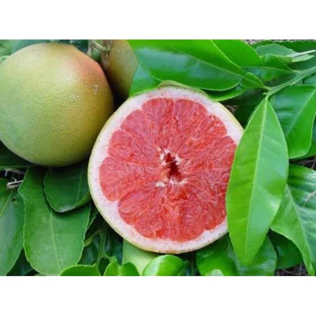 

Indukan jeruk sunkis merah berbuah