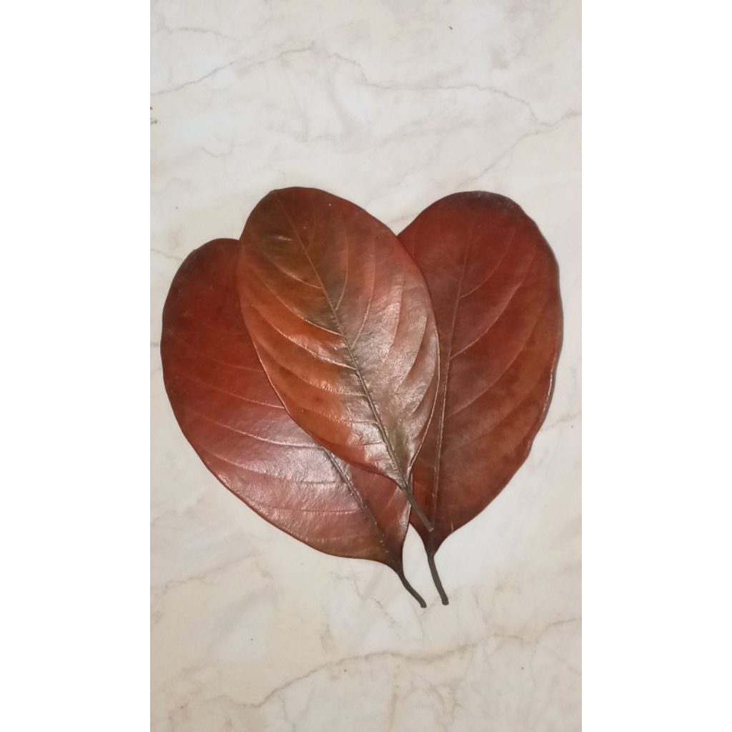 

Daun nangka kering 50 lembar untuk kerajinan tangan kolase daun kering anak