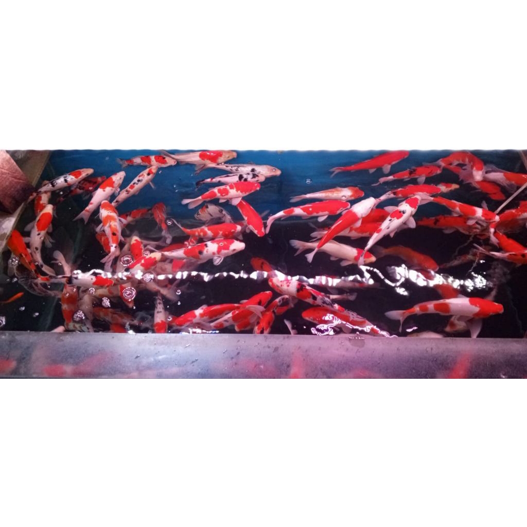 koi size 25,30 cm