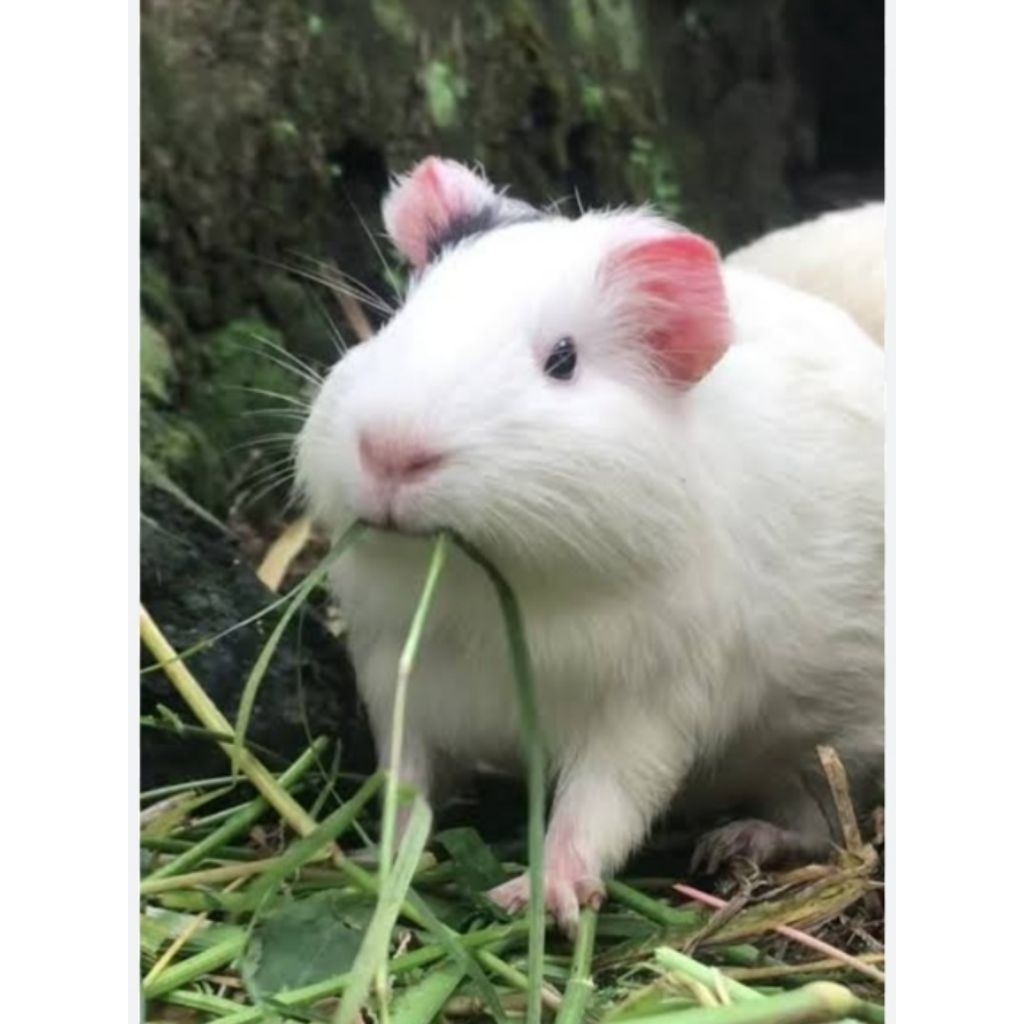 Marmut lucu marmut sultan