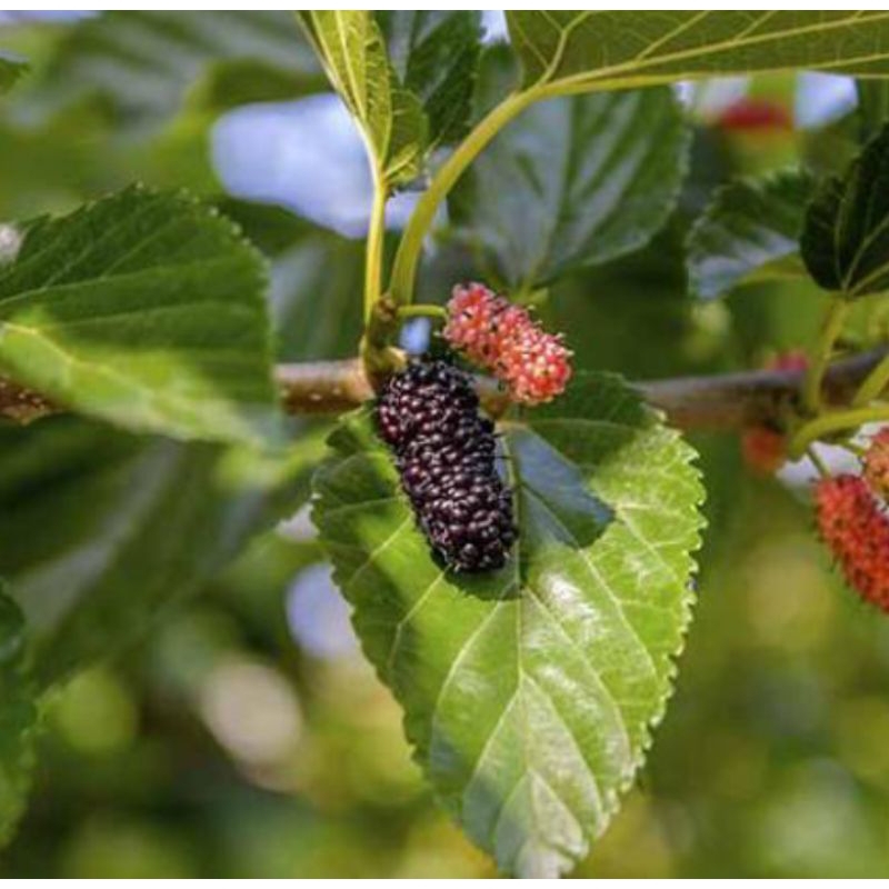 

Daun Murbei Segar Herbal Tradisional 300gram