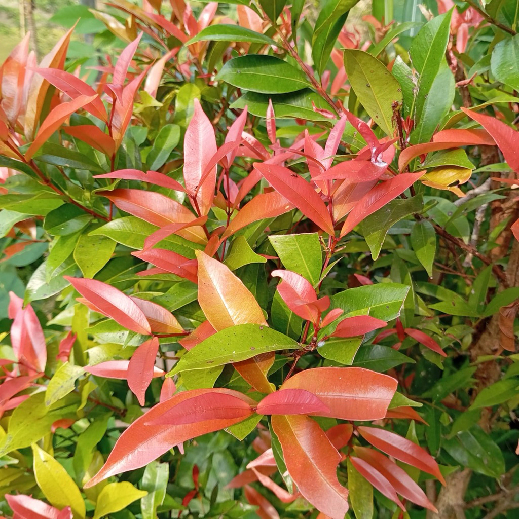 

Daun pucuk merah segar petik langsung 100 lembar gereh