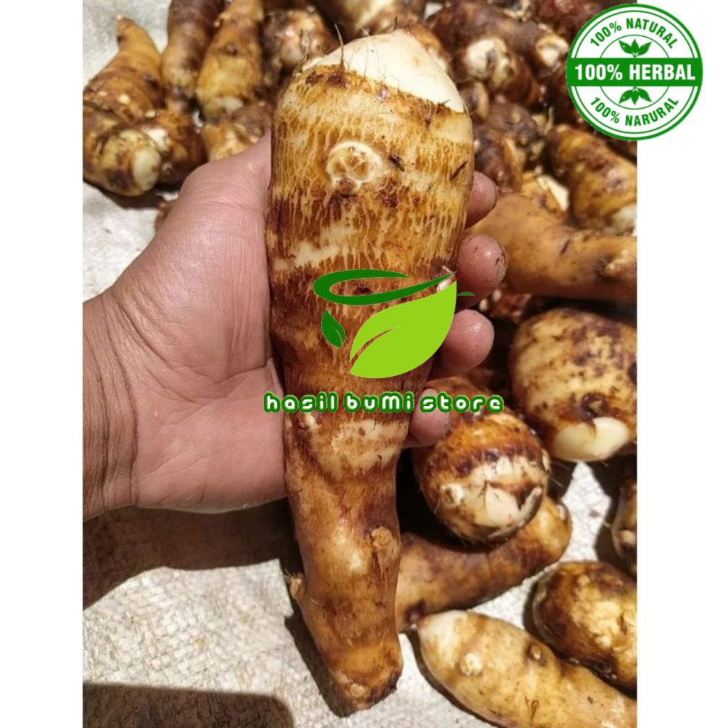 

umbi talas pulen segar 1kg