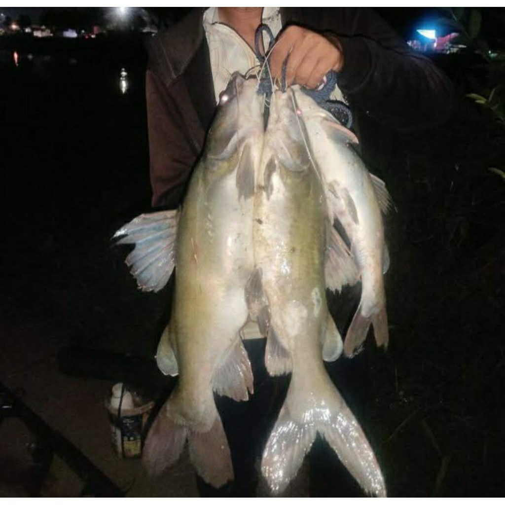 UMPAN KUCUR UMPAN KUCUR SPESIAL IKAN BAUNG SENGGAL PATIN