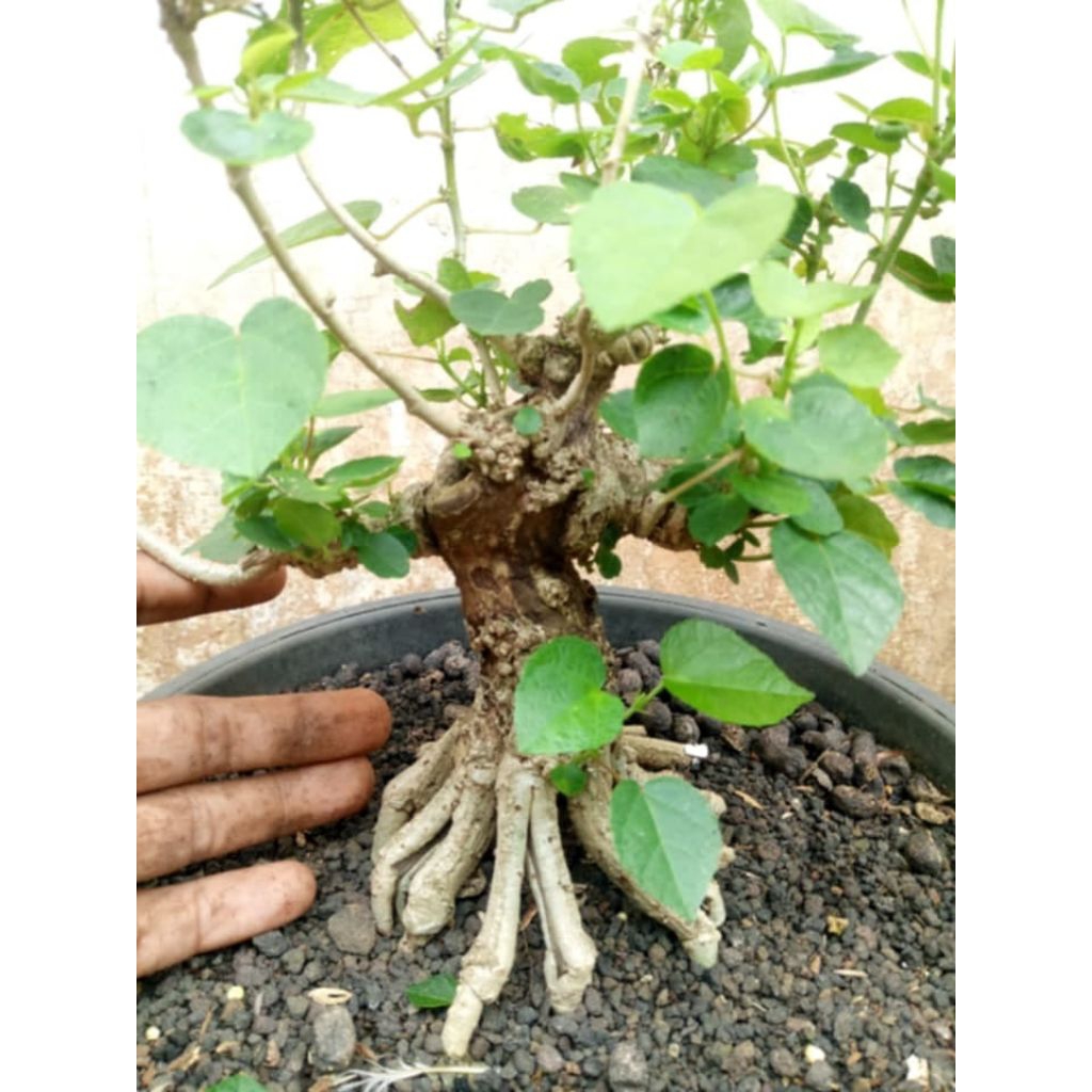 bonsai waru lokal akar muter