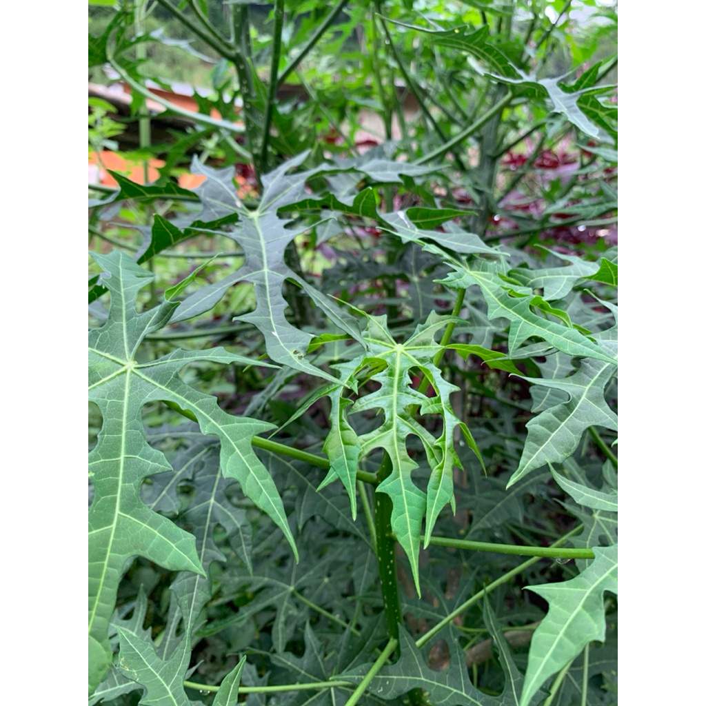 

Daun gedi/pepaya jepang segar produk alami petik langsung per 500g