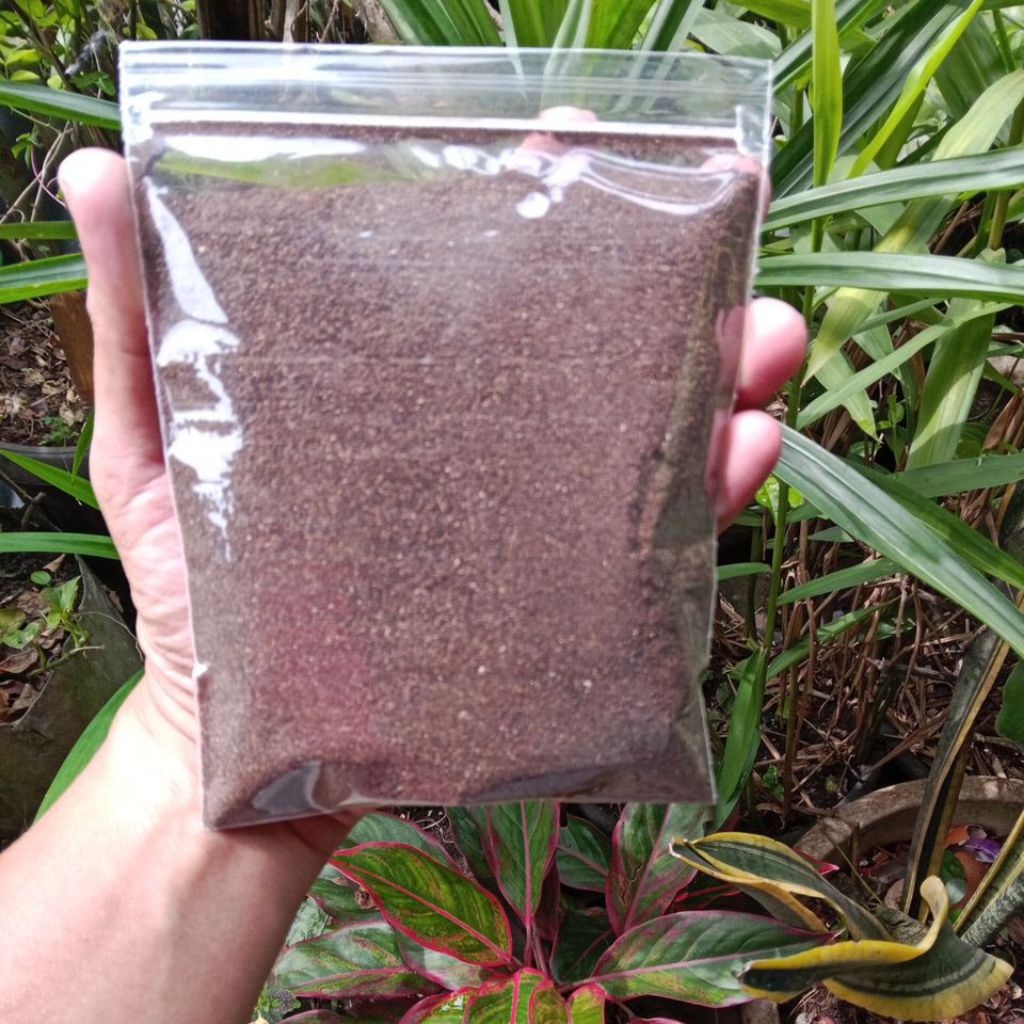 

LADA BUBUK HITAM 100 GR