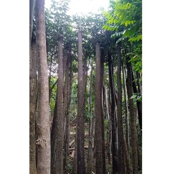 Pohon Pule Gruping Tanaman Pule Pohon Pule Gruping