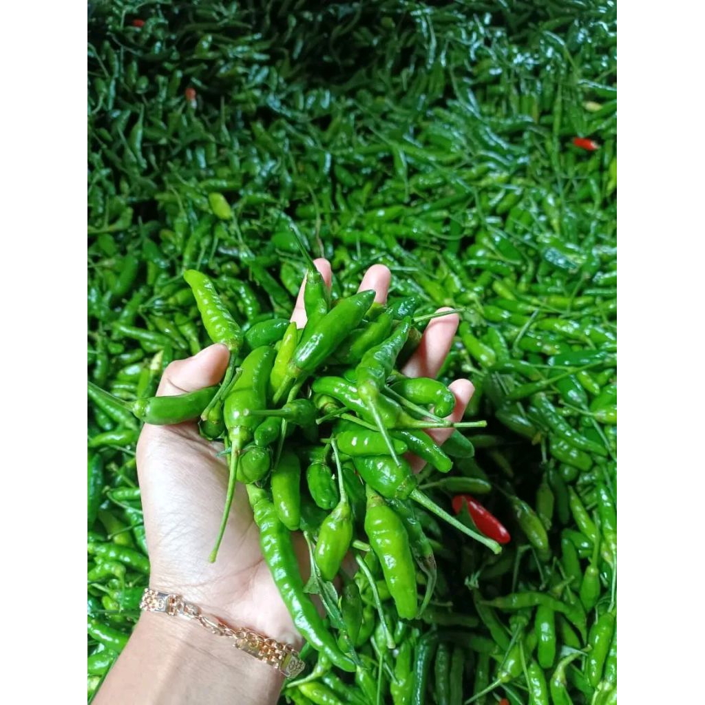 

Cabe rawit pedas