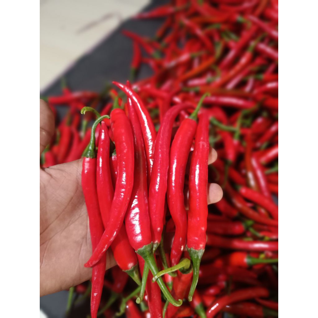 

cabai merah besar fresh 1 kg super