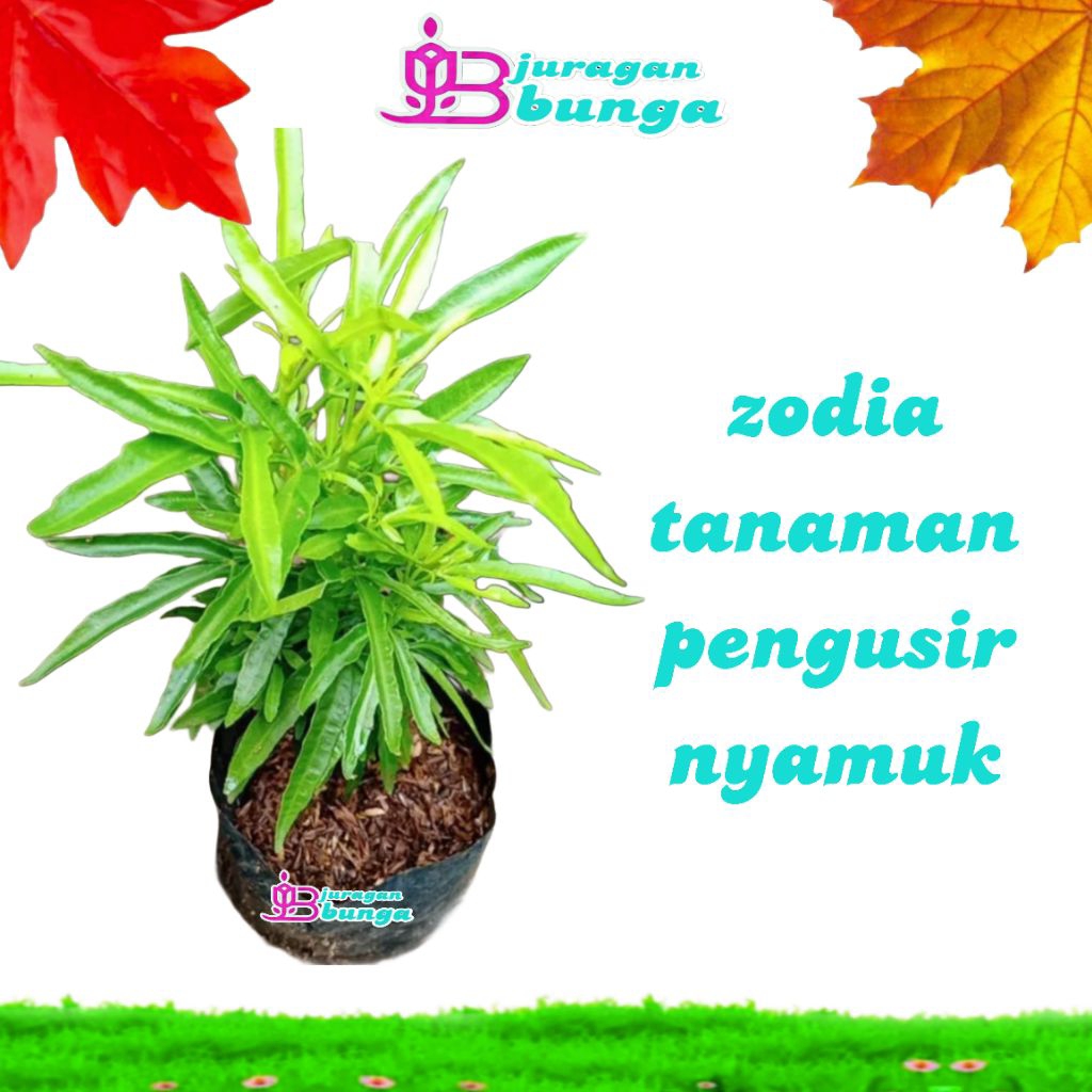 tanaman pengusir nyamuk zodia / tanaman aroma terapi / wangi dan harum
