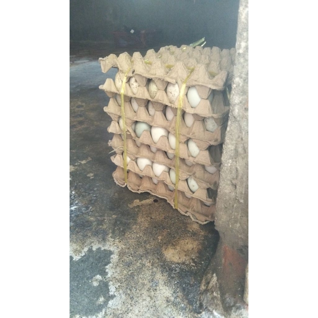 

Telor bebek fertil (bebek lepas) garansi 2 bulan