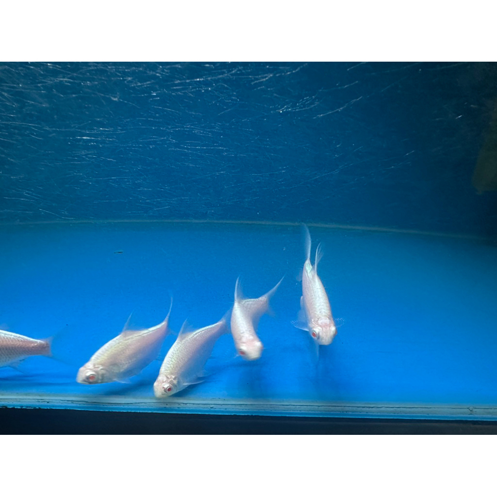 Ikan Hias Kaviat Platinum 7-8 Cm