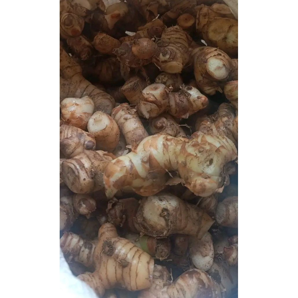 

LENGKUAS FRESH 1 Kg