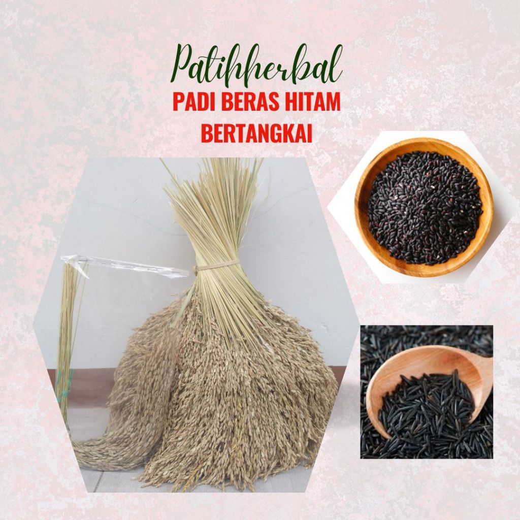 

Padi Beras Hitam Bertangkai atau Padi Gadog original 100% asli isi 10 tangkai