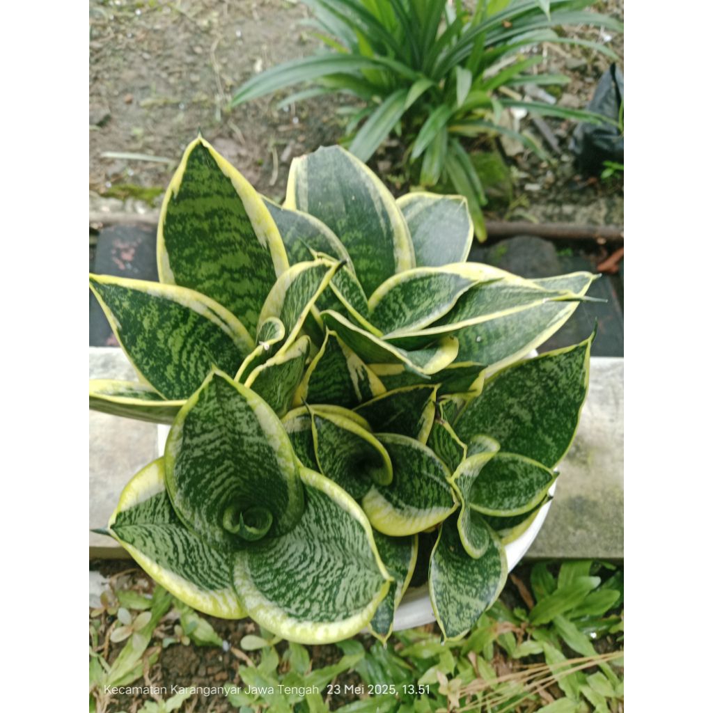 Lidah mertua/,sansivera pagoda