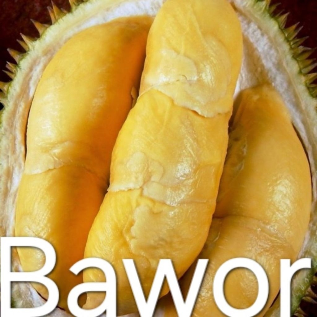 

DURIAN BAWOR KAKI3 HASIL STEK BATANG