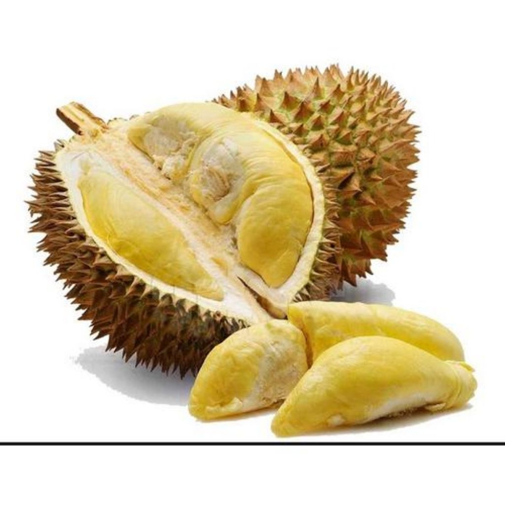 

DURIAN PETRUK KAKI 3 HASIL STEK BATANG