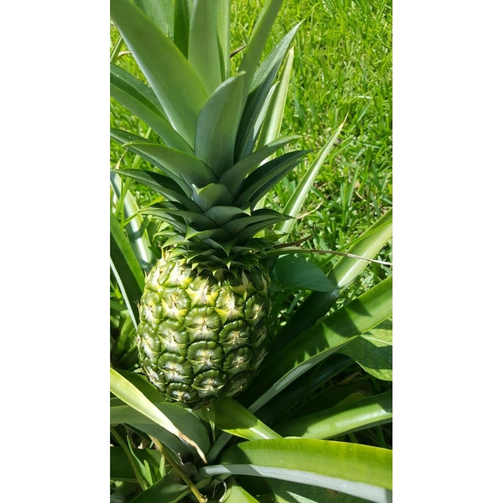 menyediakan bibit nanas unggul/bibit nanas bagus