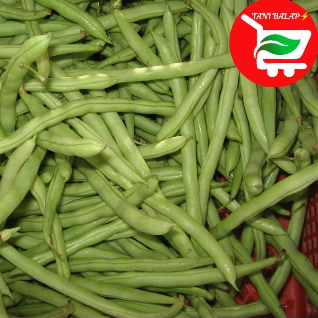 

TANI BALAP MALANG 87 Sayur Buncis Panjang Per: 250g