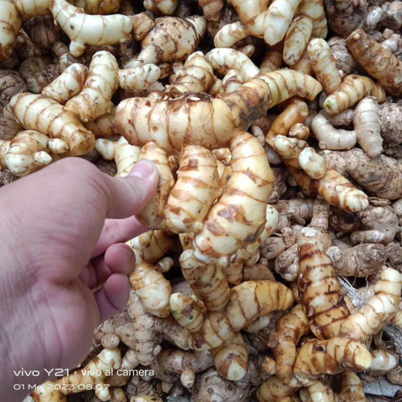 

Kunyit putih Segar 1kg Langsung Ambil Dari Hutan Asli Organik (curcuma zedoria jamu kun)
