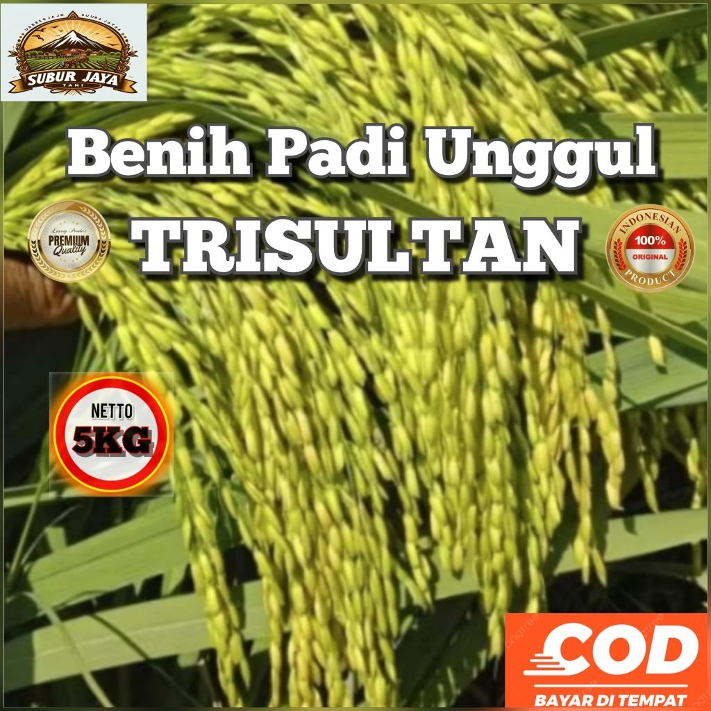 (5kg) Benih Padi TRISULTAN Bibit padi berkualitas super unggull