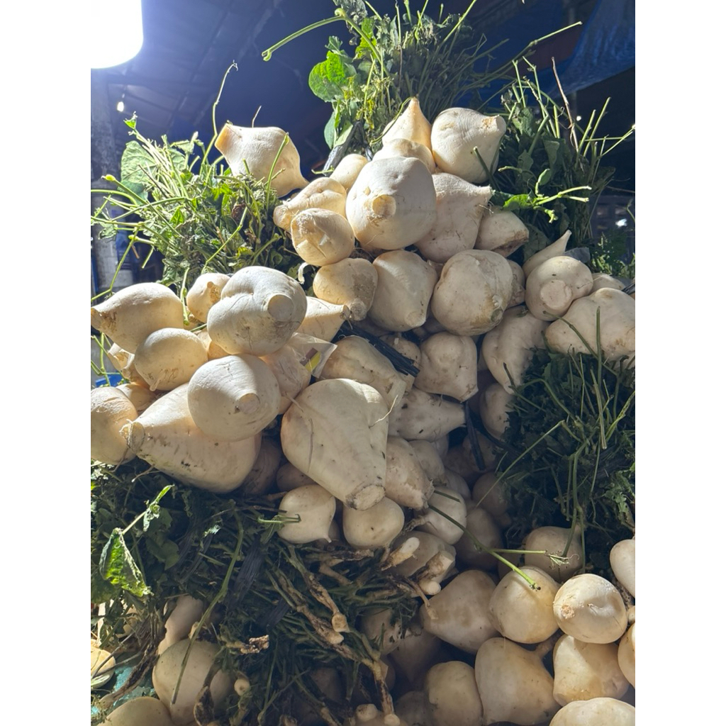 

BENGKUANG 1 KILO TERMURAH