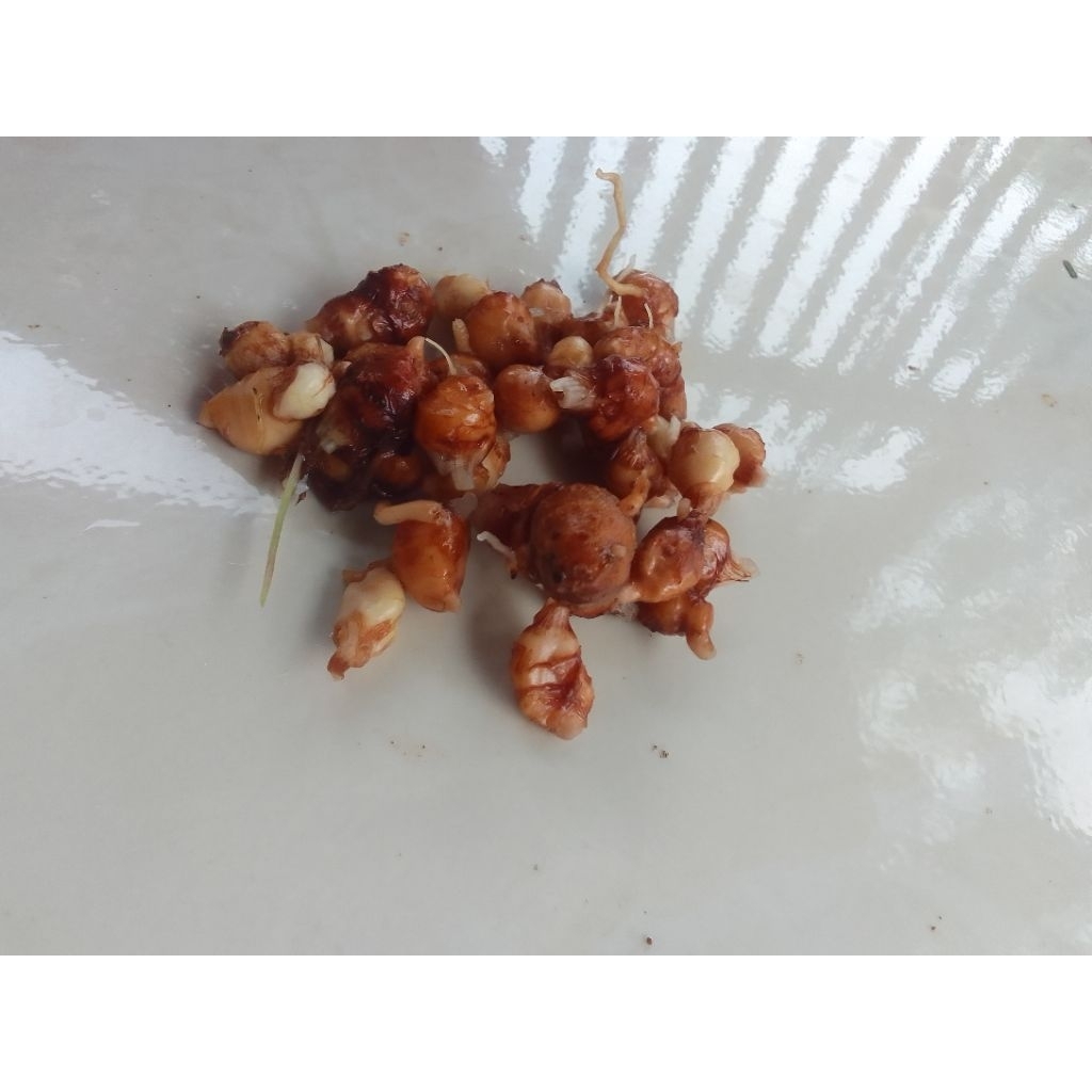 

kunyit merah asli original isi 85 biji