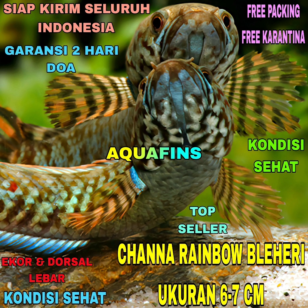HIASAN SNAKEHEAD CHANNA GABUS RAINBOW BLEHERI XHANTIC UKURAN 6-7 CM