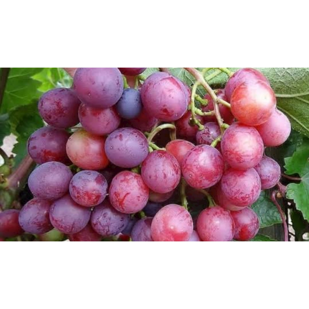 Bibit Tanaman Anggur Import Jupiter - Anggur Tanpa Biji