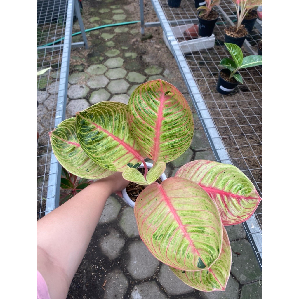 Aglaonema Goliath