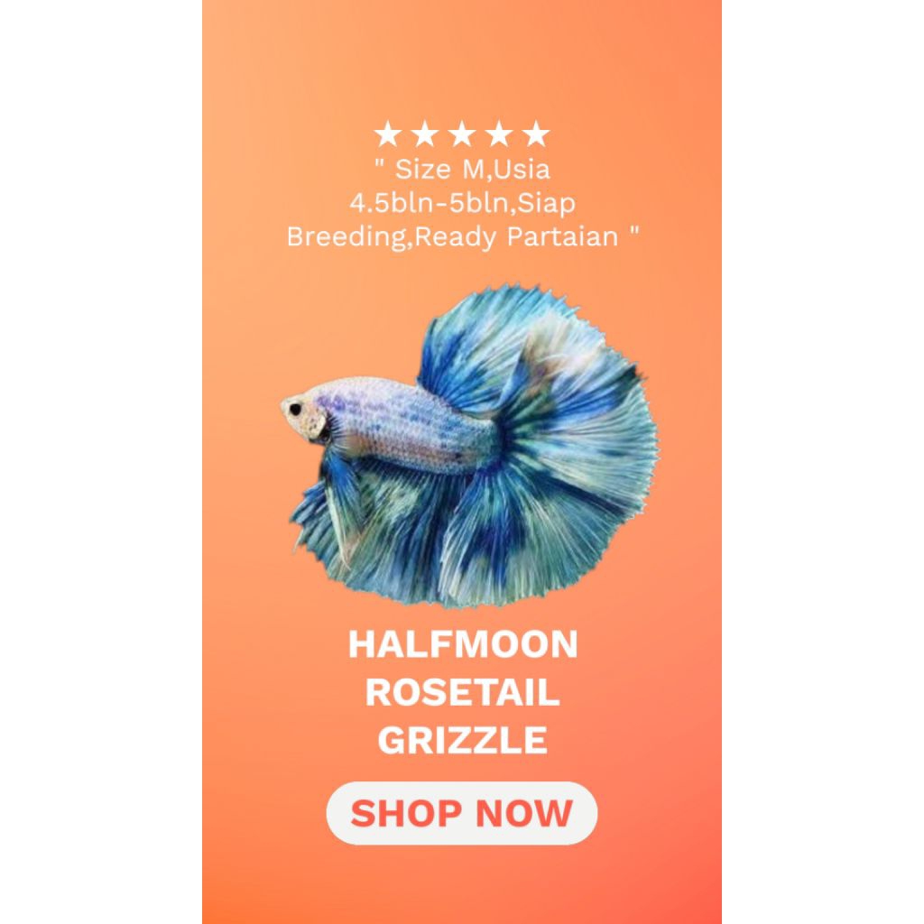 HALFMOON GRIZZLE ROSETAIL