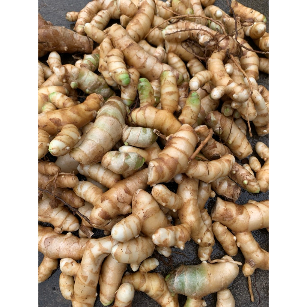 

Kunyit putih segar kunyit putih herbal alami panen langsung paket per 500grm