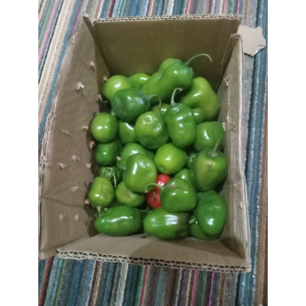 

cabe gendot viral fresh 500g
