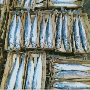 

Ikan cue 1 kranjang (isi dua)