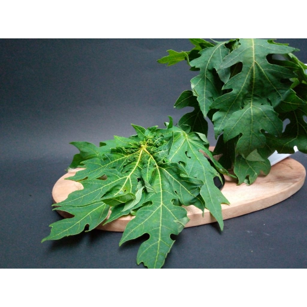 

daun pepaya muda