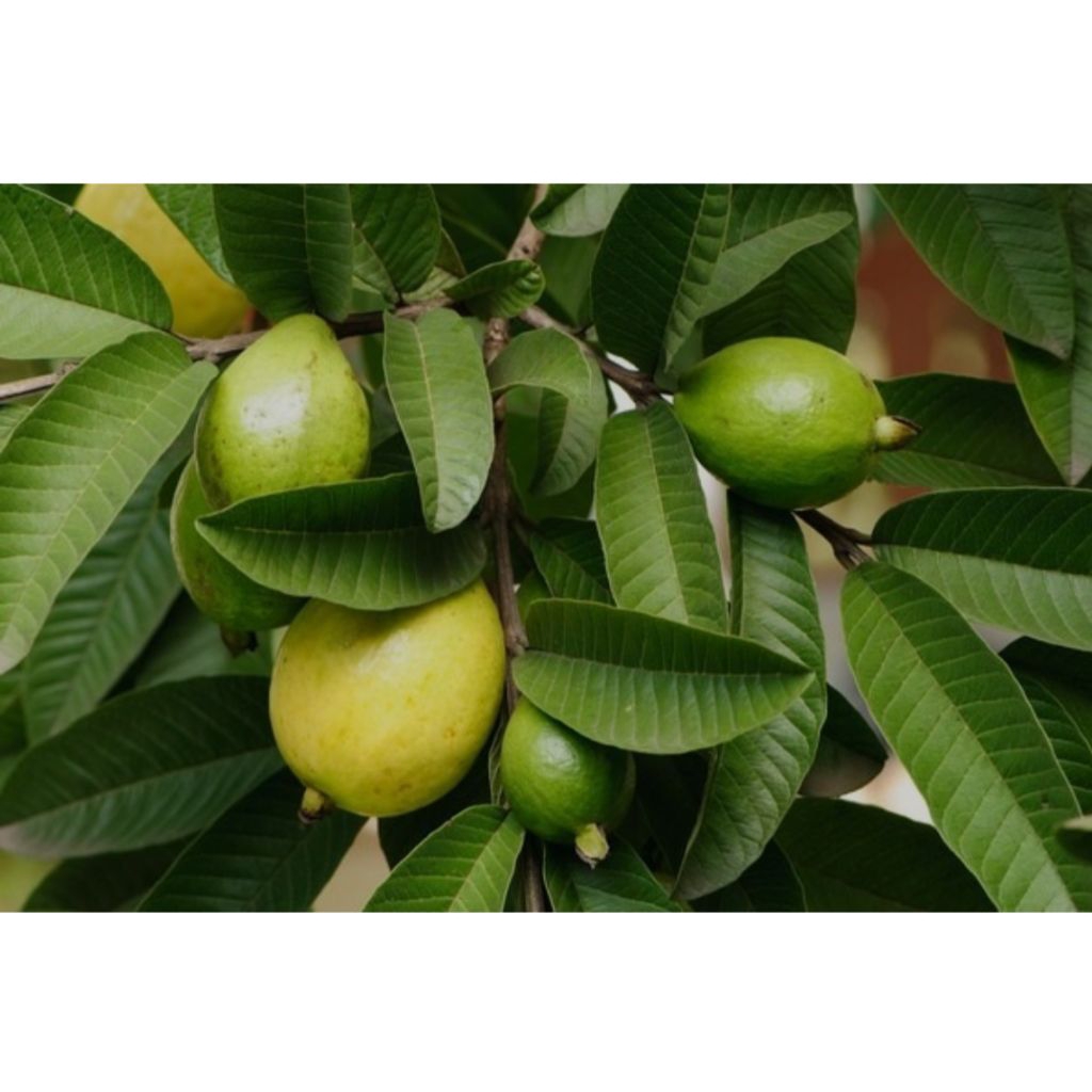 

Daun jambu batu