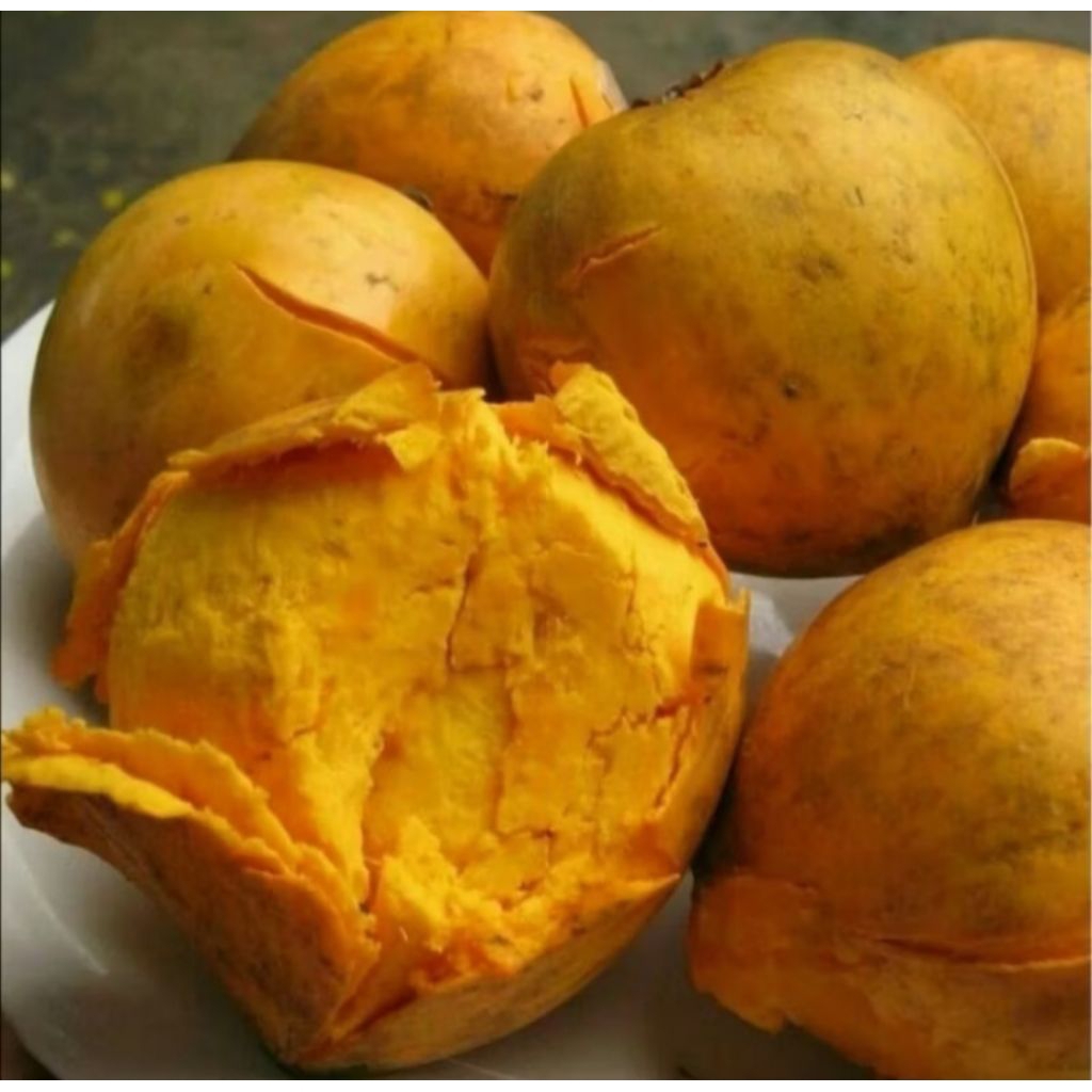 

Buah sawo alkesa segar magang per 2kg di petik bila ada pesanan masuk