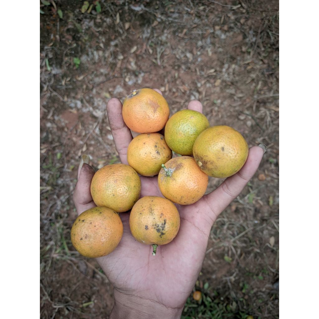 

JERUK SONKIT 1KG / JERUK KASTURI / JERUK KUNCI/JERUK PERAS bogor kuning mateng