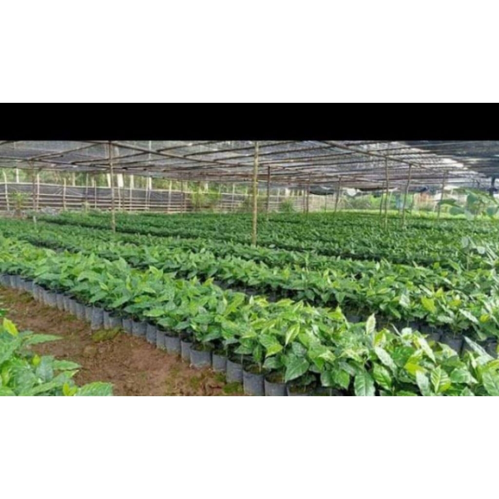 bibit kopi Robusta A1 super unggul