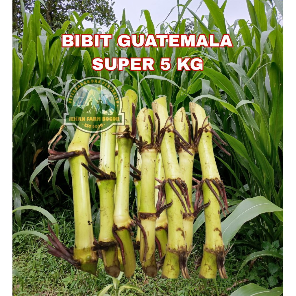 BIBIT RUMPUT GUATEMALA SUPER 5 KG