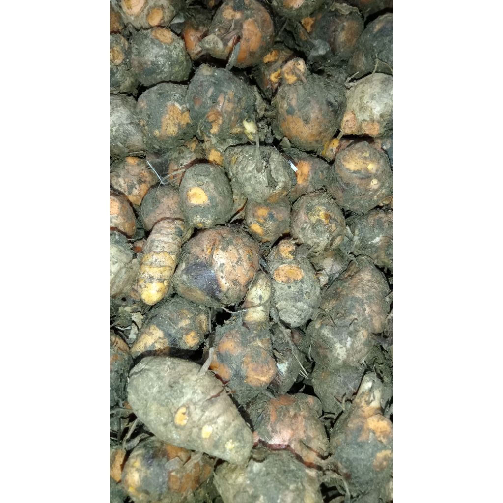 

BIANGKUNYITsegarkualitasterbaik