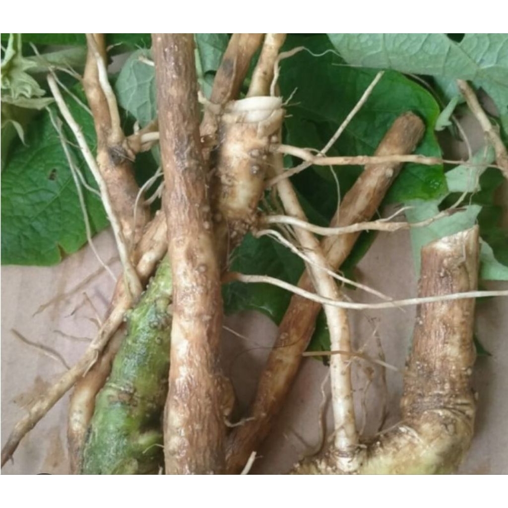 

Akar cepokak segar akar takokak segar 500 gram